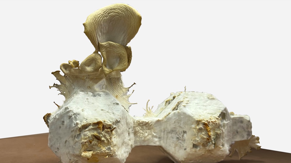Two pale grown blocks joined together on a wooden surface, with oyster mushrooms fruiting from one of them